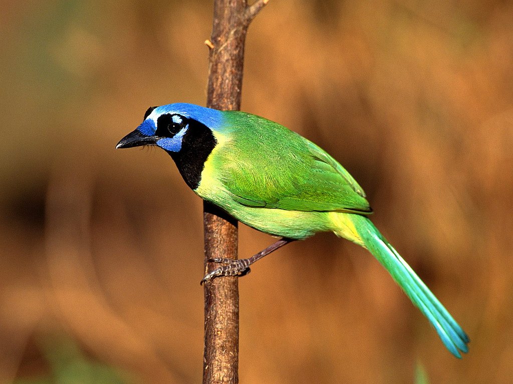 Green Jay